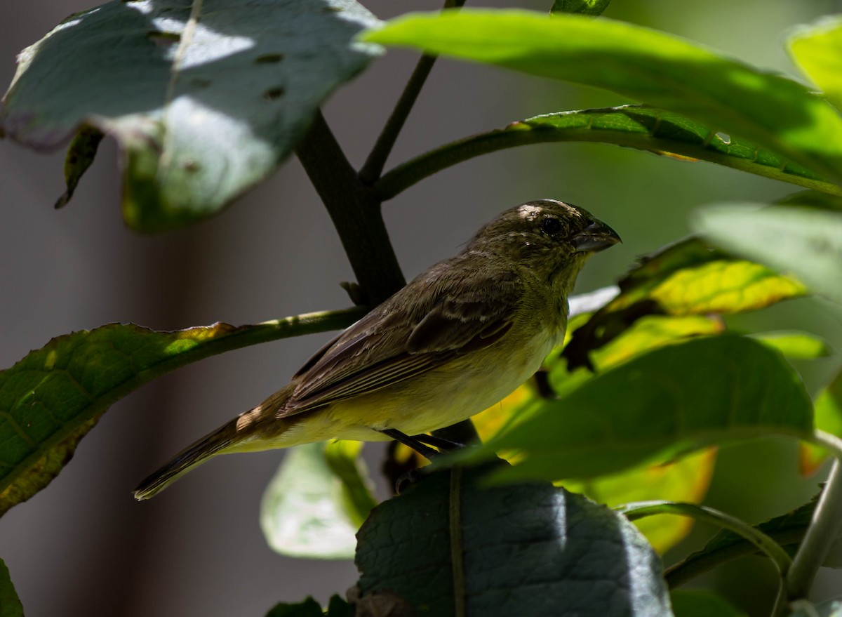 Yellow-bellied Seedeater - ML625272961