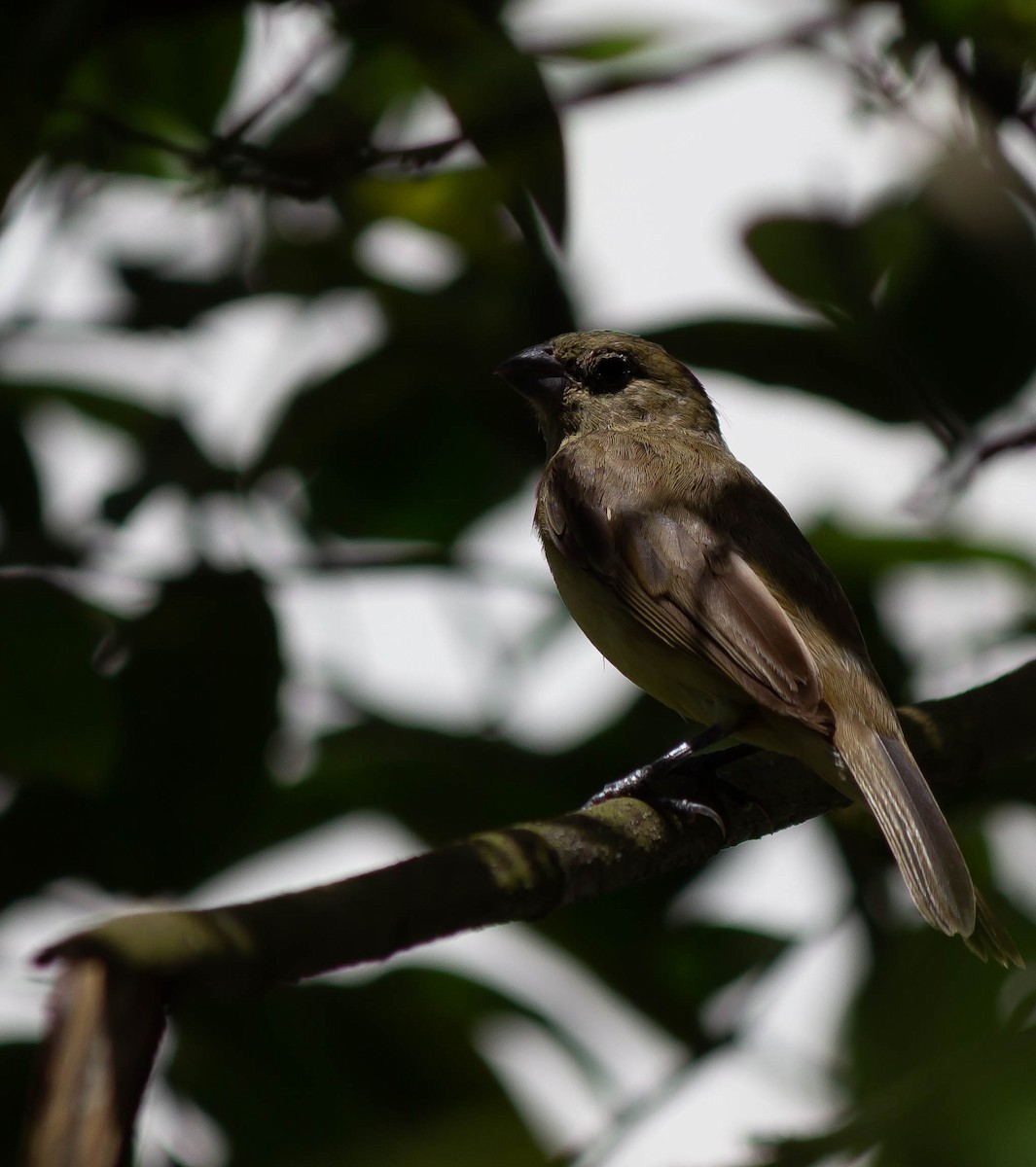 Yellow-bellied Seedeater - ML625272962