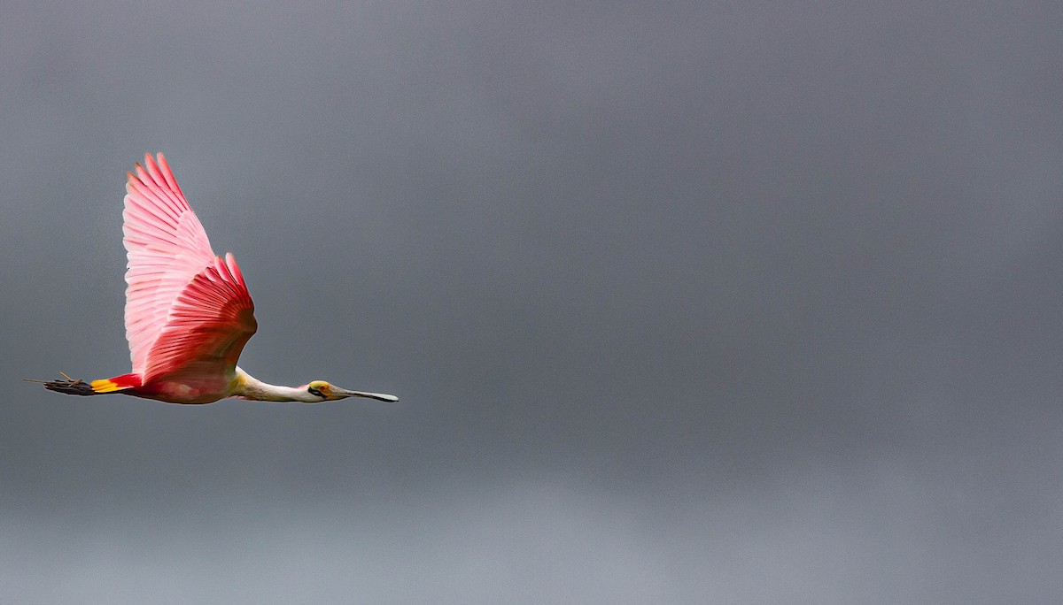 Roseate Spoonbill - ML625273014