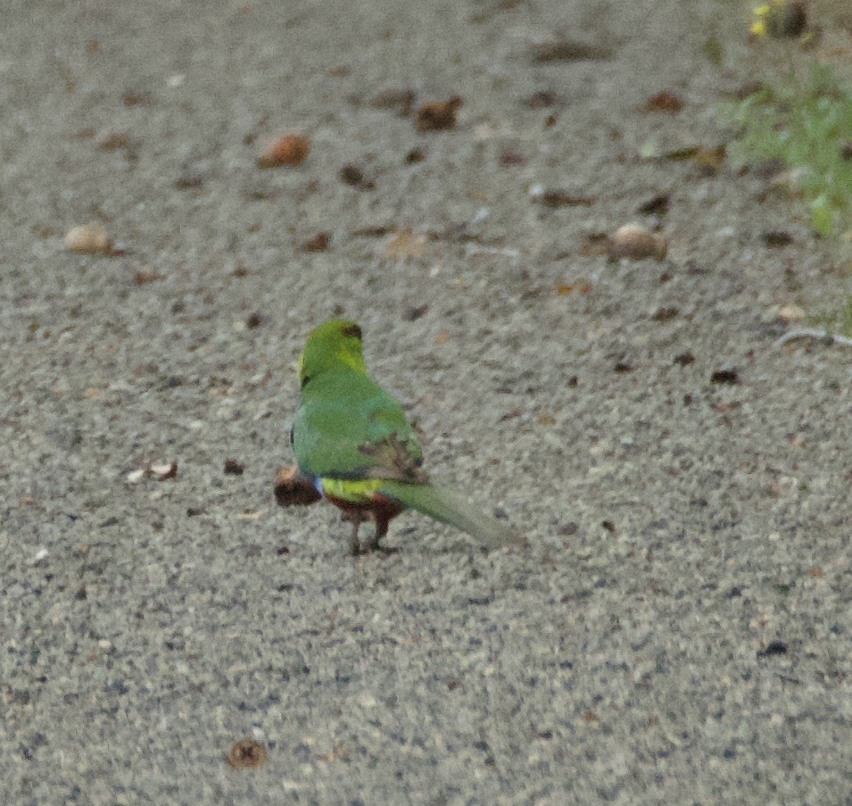 Red-capped Parrot - ML625273020