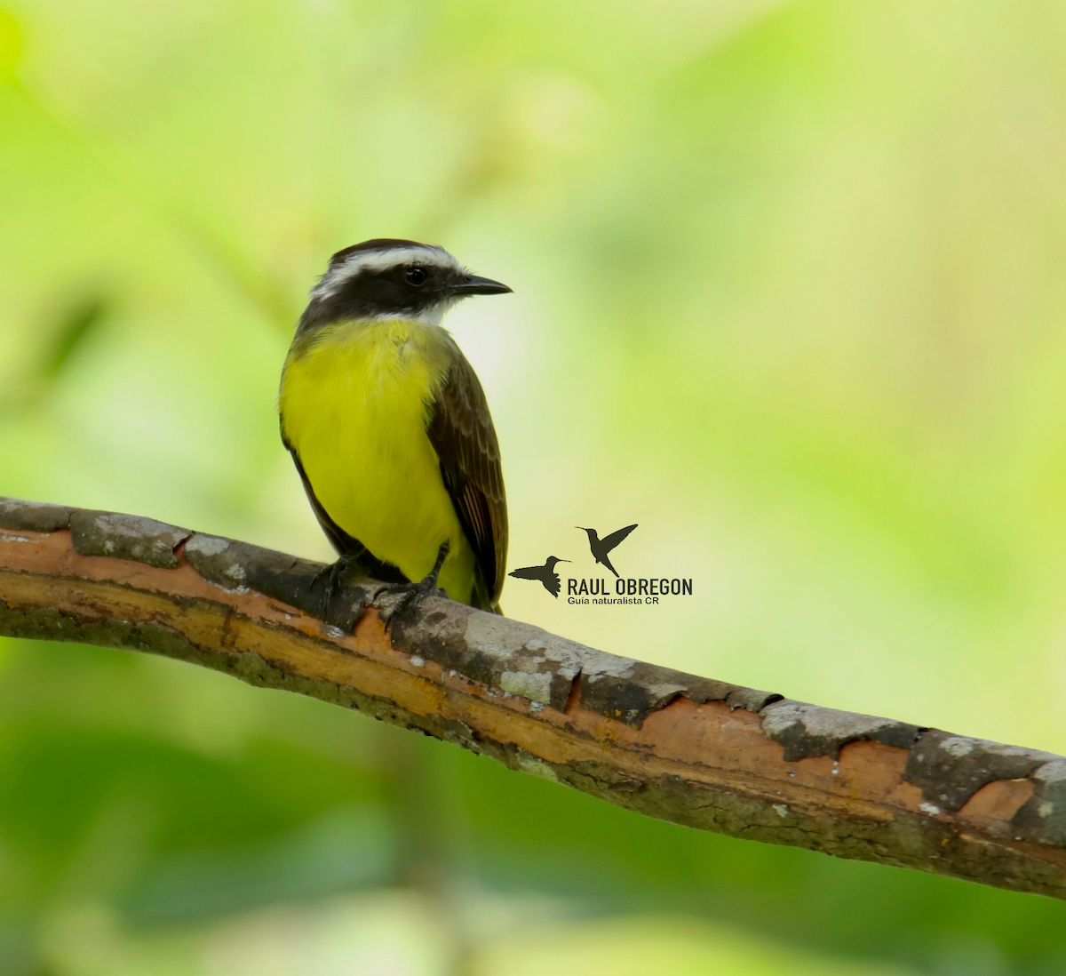 Rusty-margined Flycatcher - ML625273139