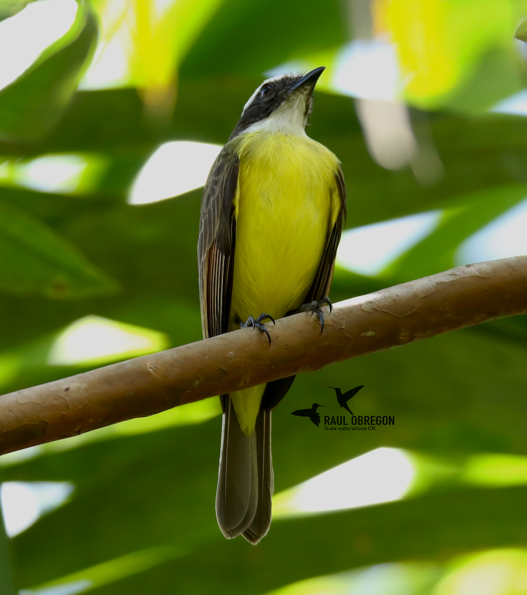 Rusty-margined Flycatcher - ML625273140