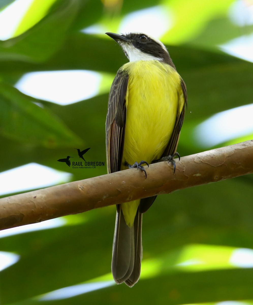 Rusty-margined Flycatcher - ML625273141