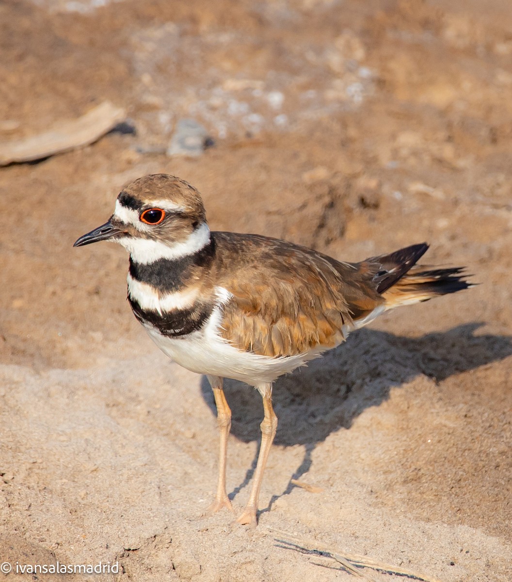 Killdeer - ML625273187