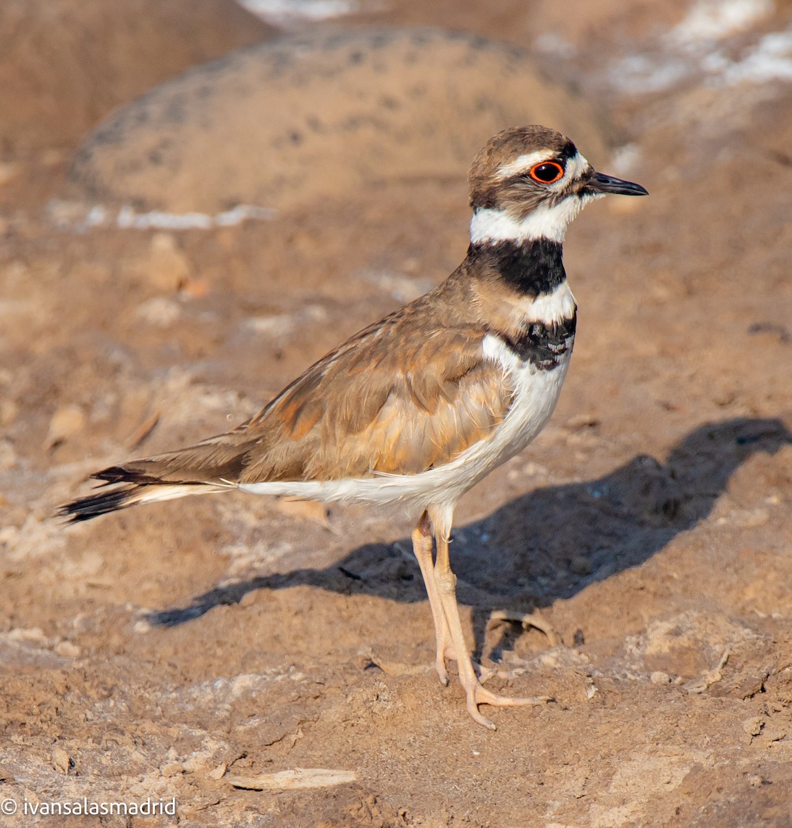 Killdeer - ML625273188