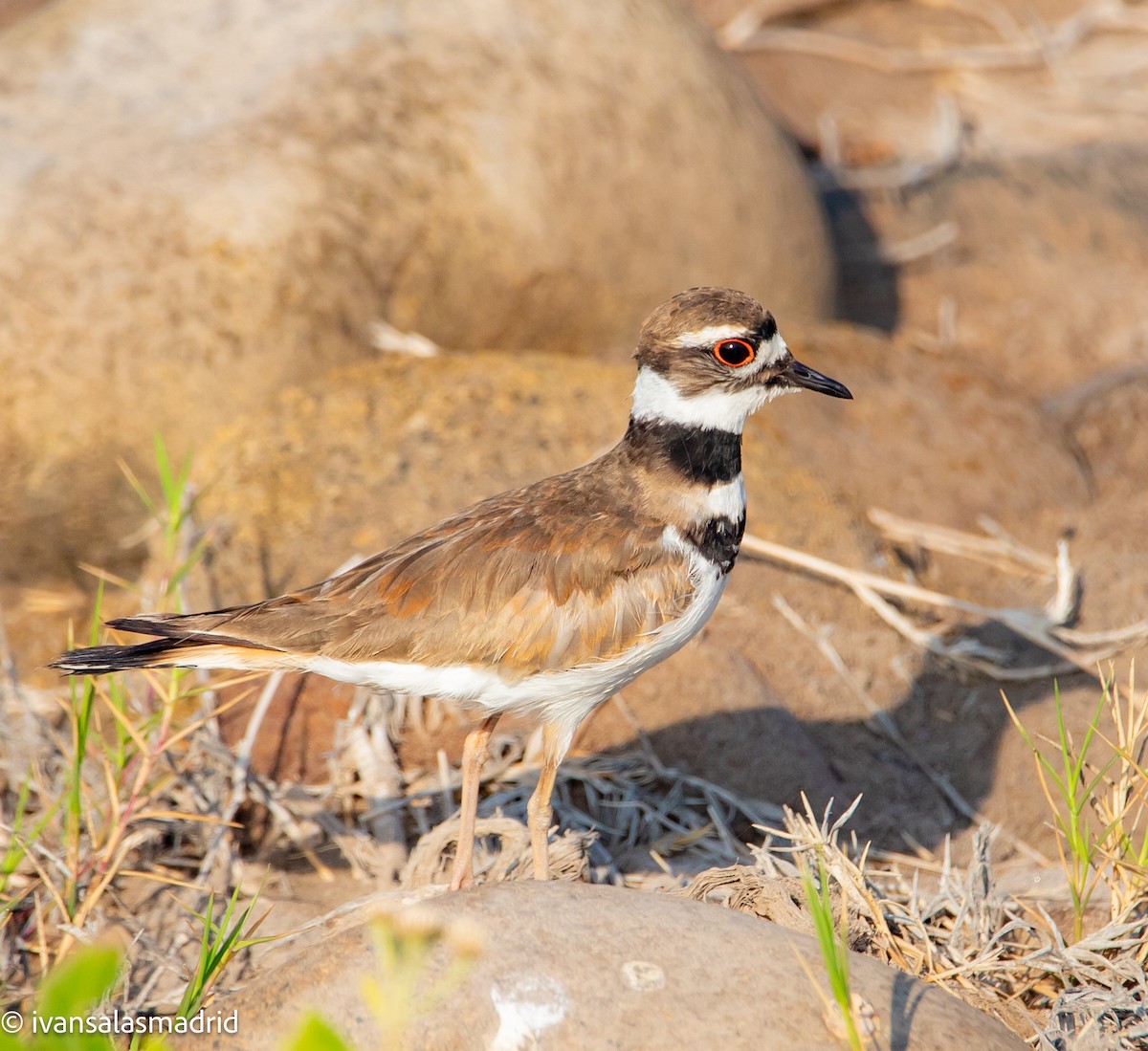 Killdeer - ML625273189