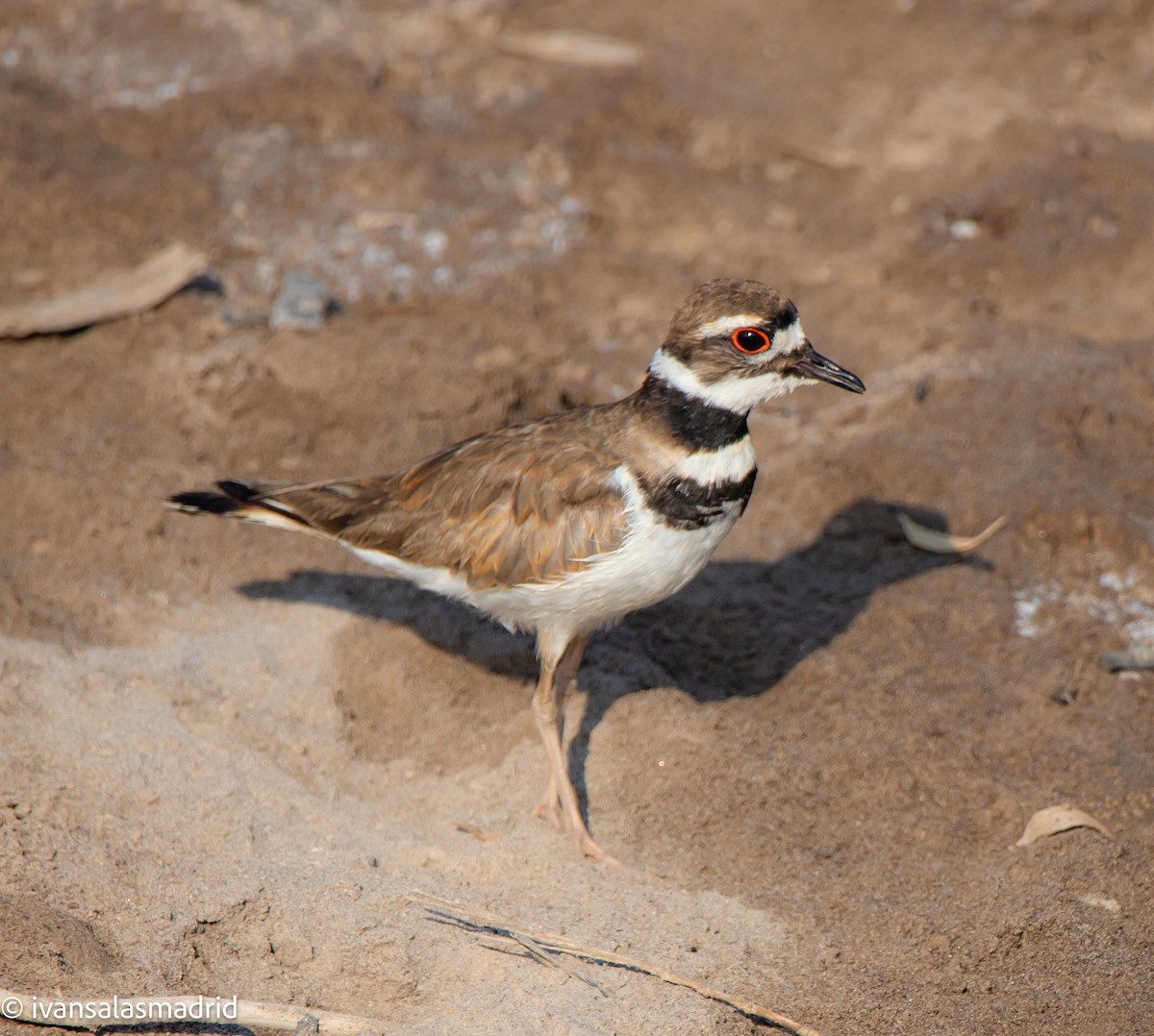 Killdeer - ML625273190