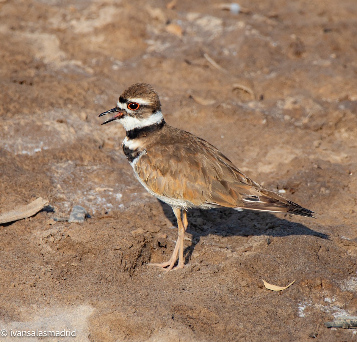 Killdeer - ML625273191