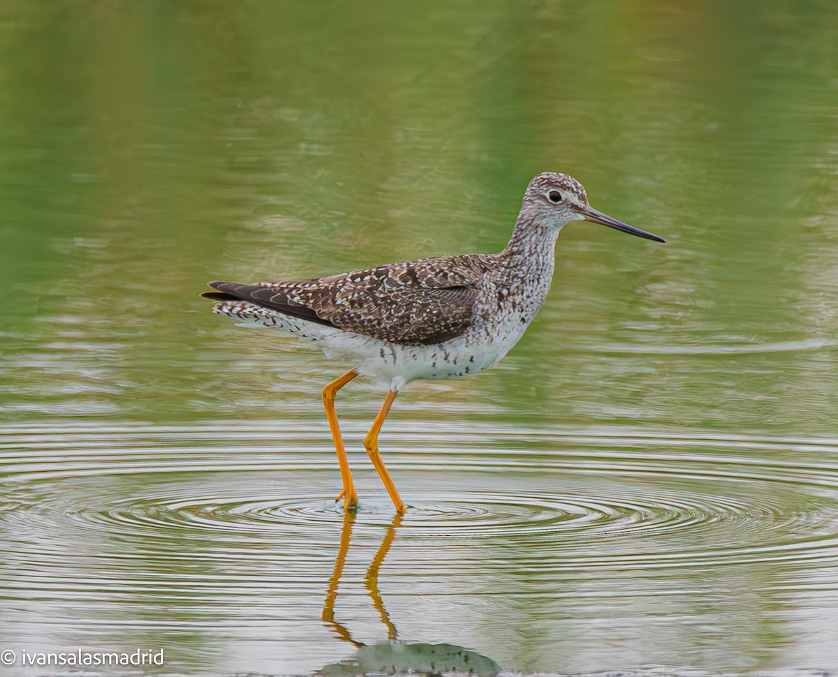 Greater Yellowlegs - ML625273243