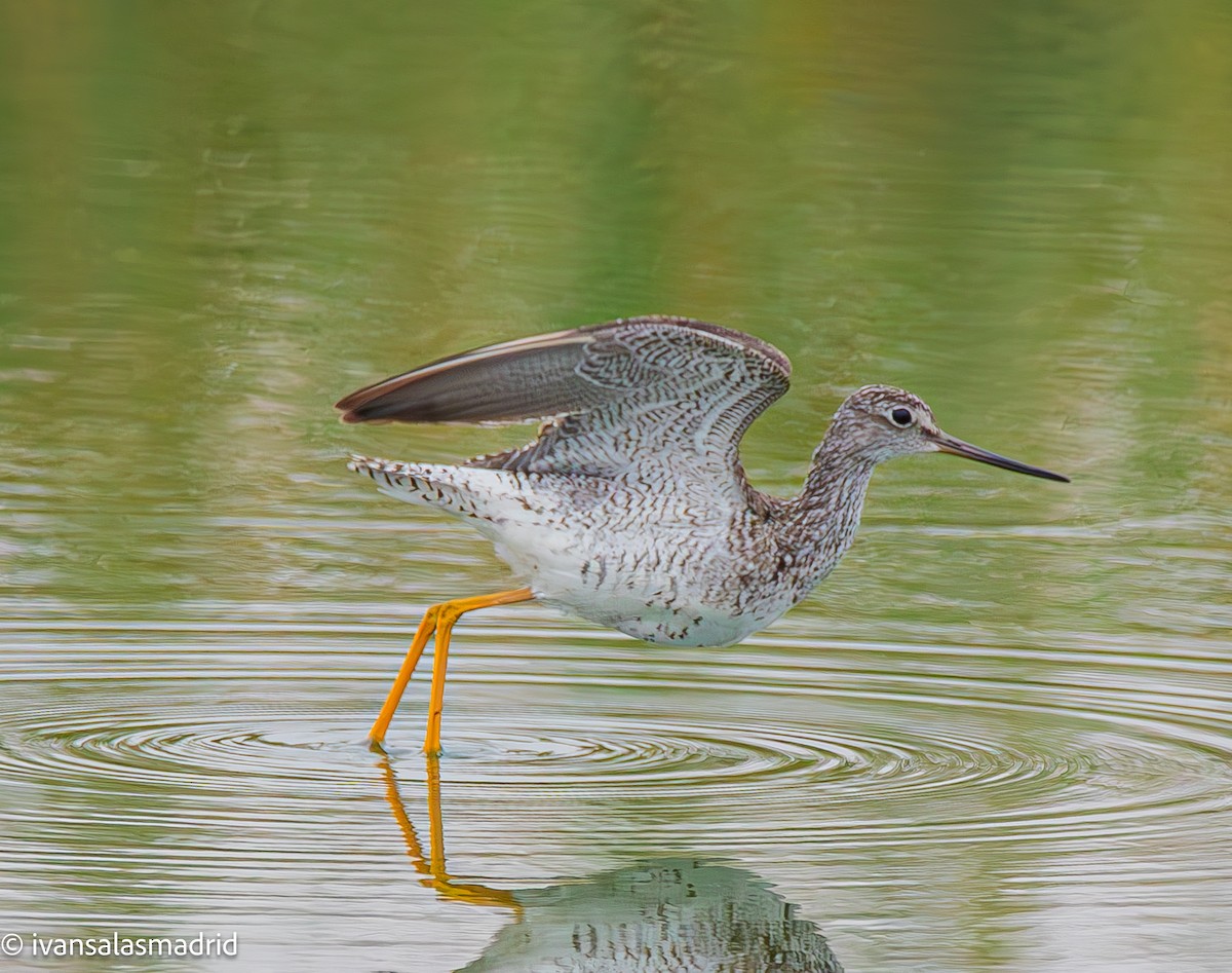 Greater Yellowlegs - ML625273244