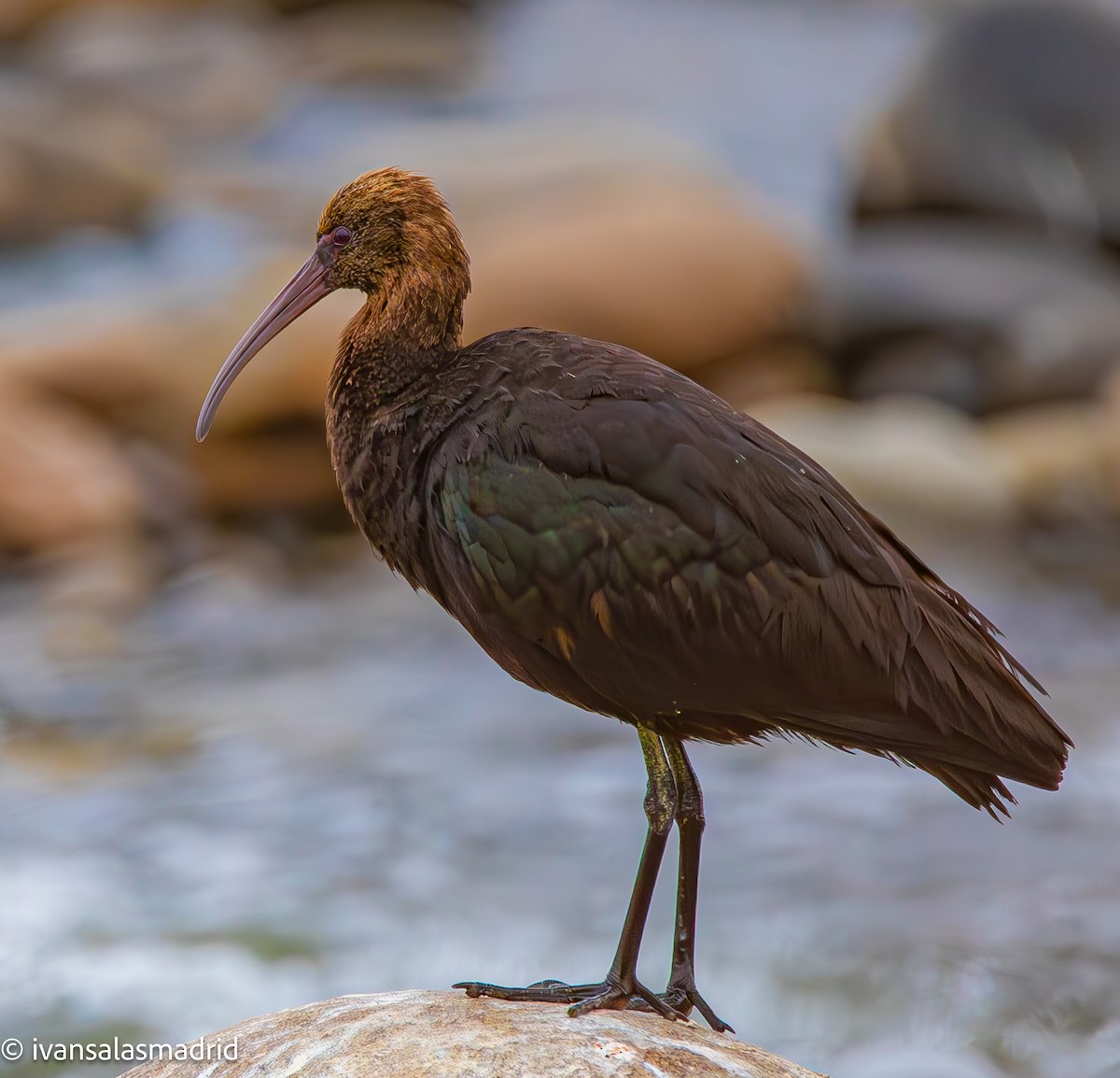 Puna Ibis - ML625273255