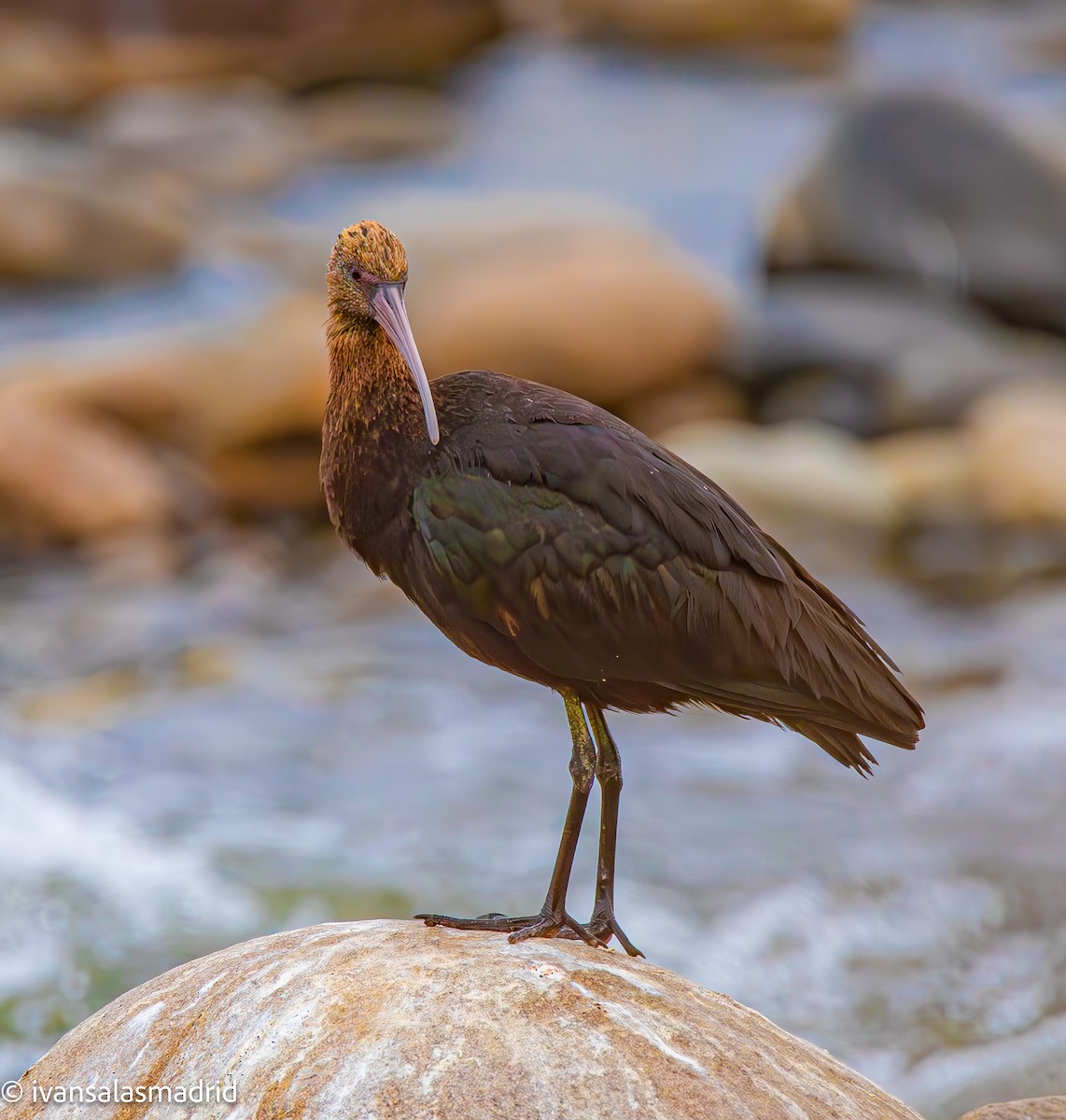 Puna Ibis - ML625273256