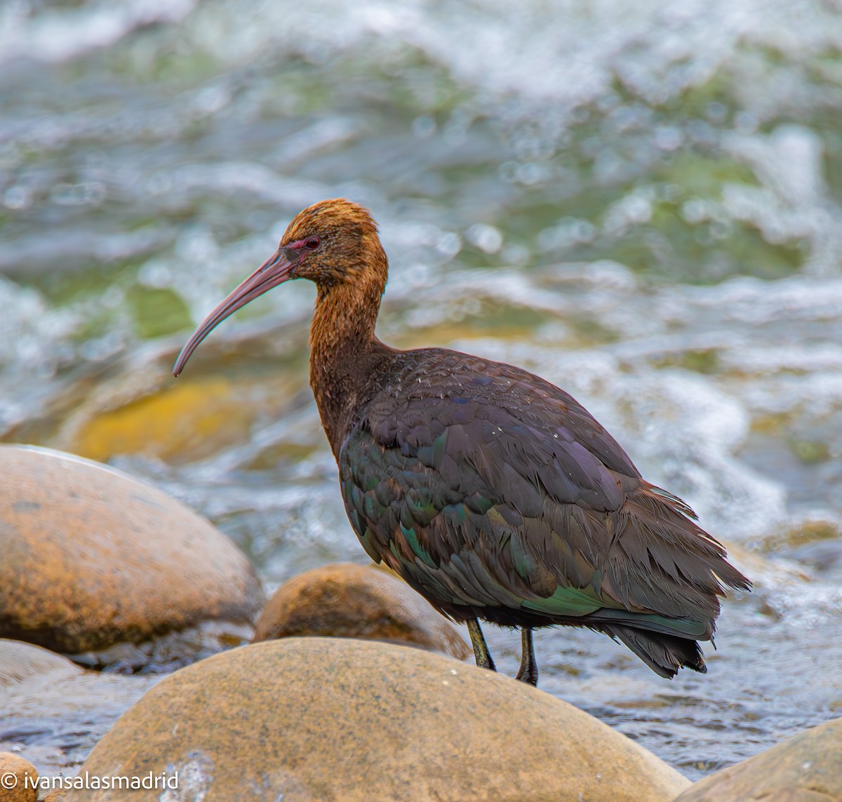 Puna Ibis - ML625273257