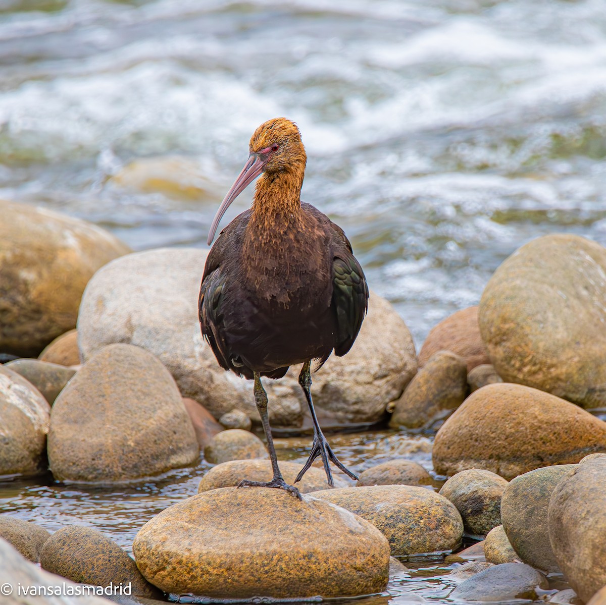 Puna Ibis - ML625273258