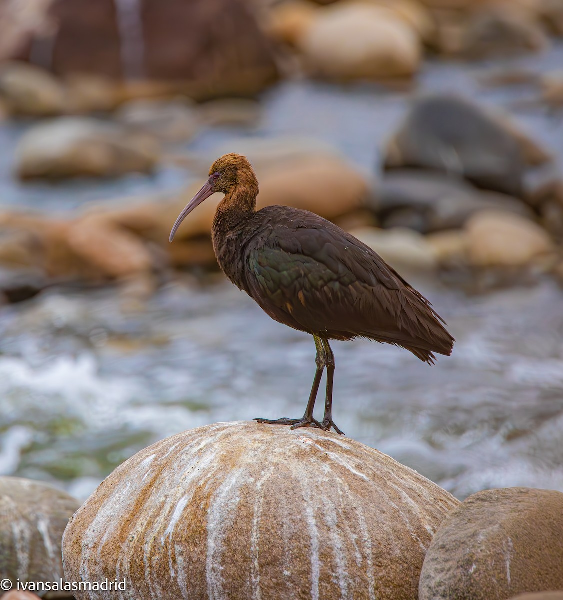 Puna Ibis - ML625273259