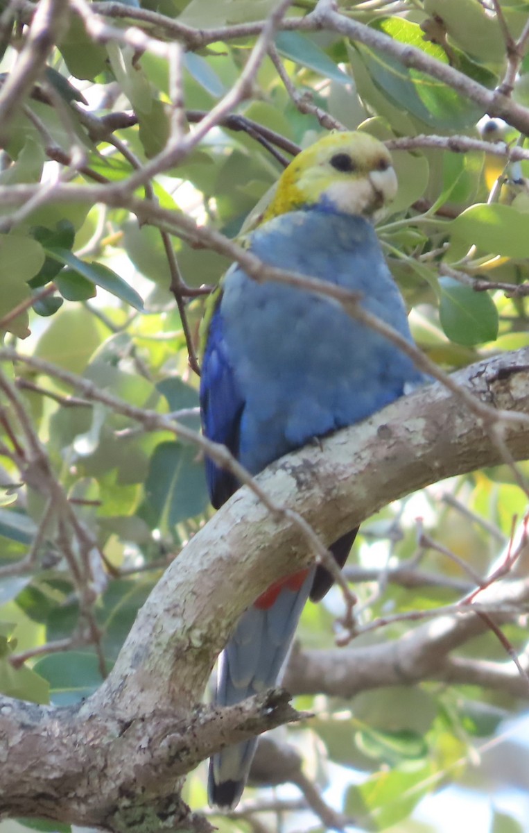 ホオアオサメクサインコ - ML625273269