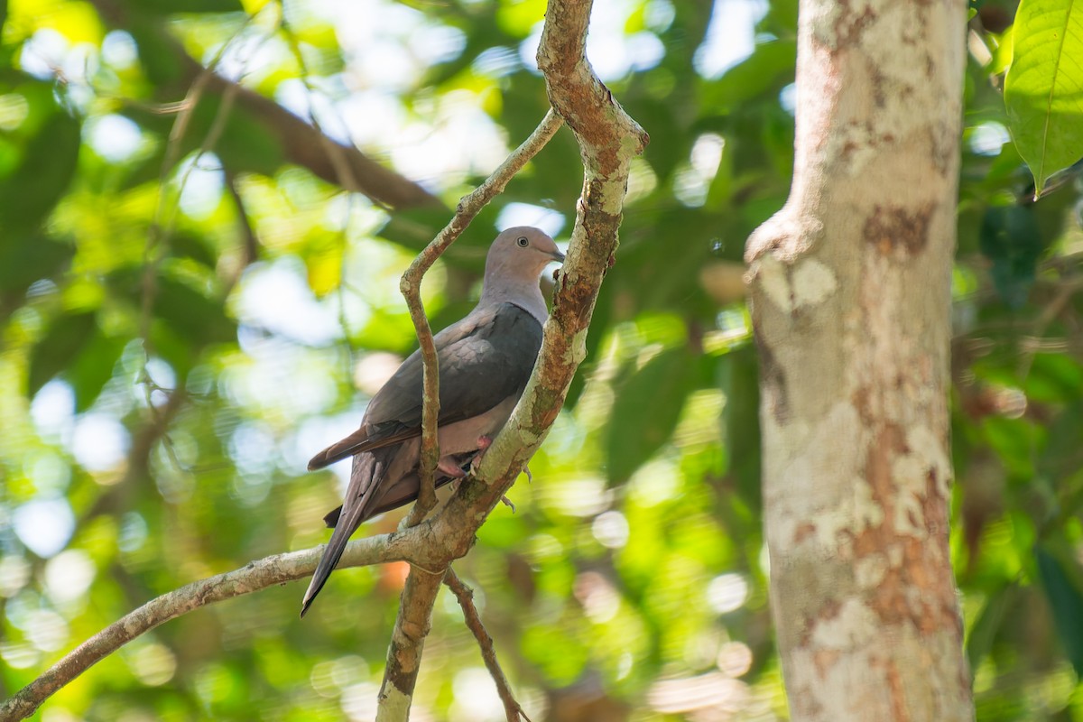 Plumbeous Pigeon - ML625273282