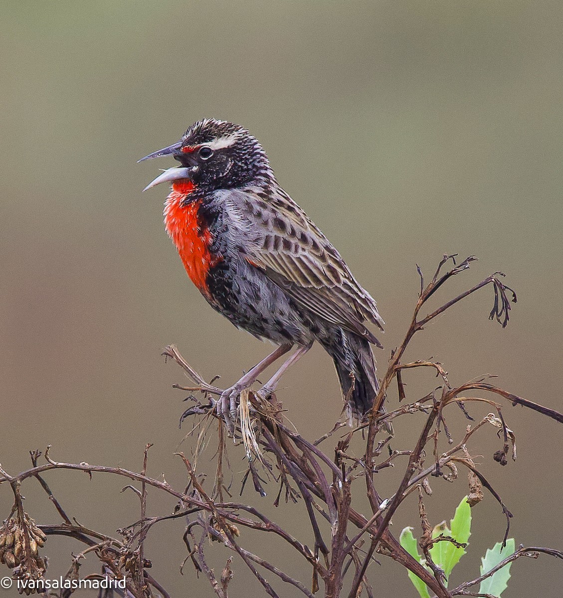 Peruvian Meadowlark - ML625273285