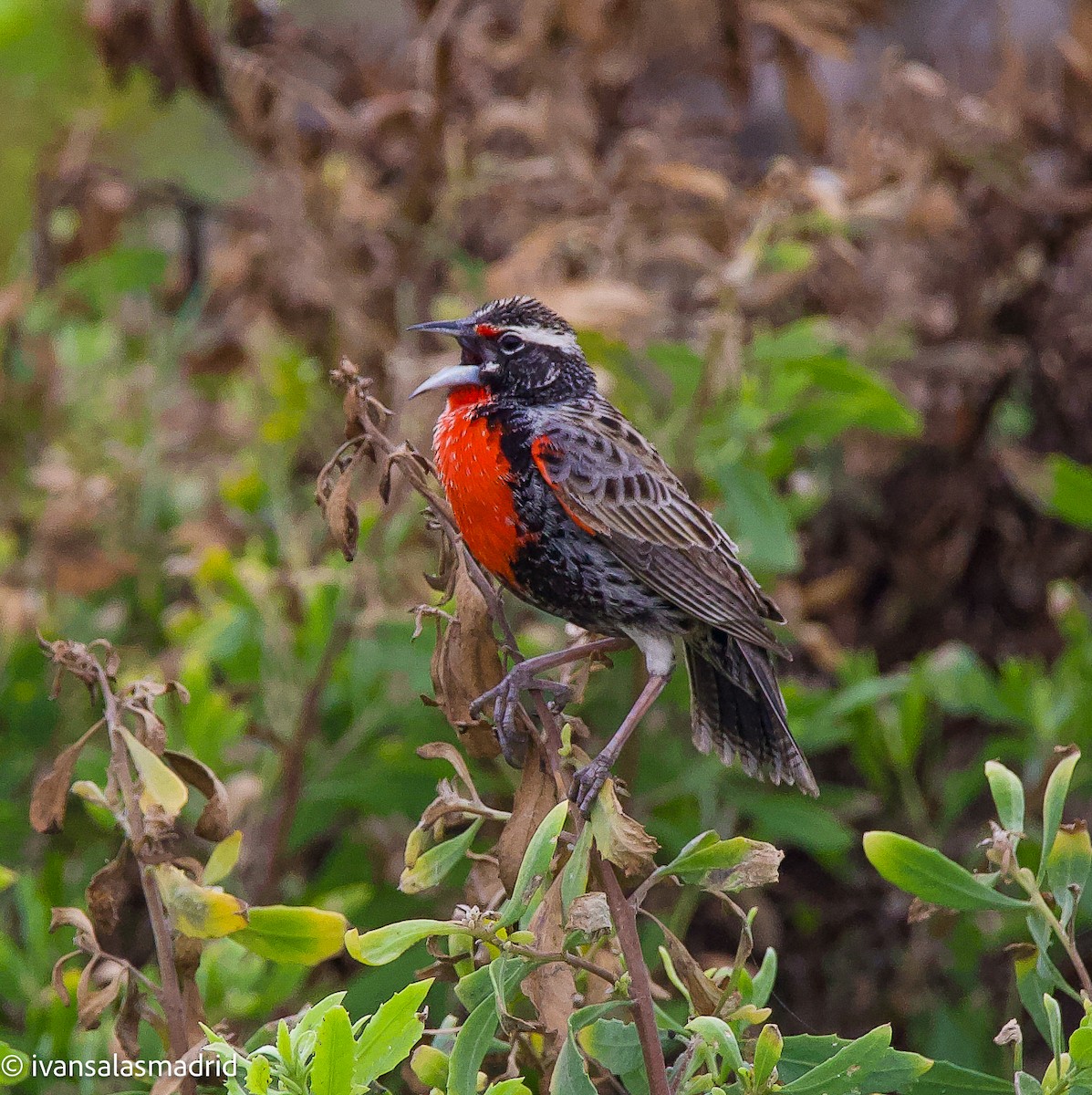 Peruvian Meadowlark - ML625273286