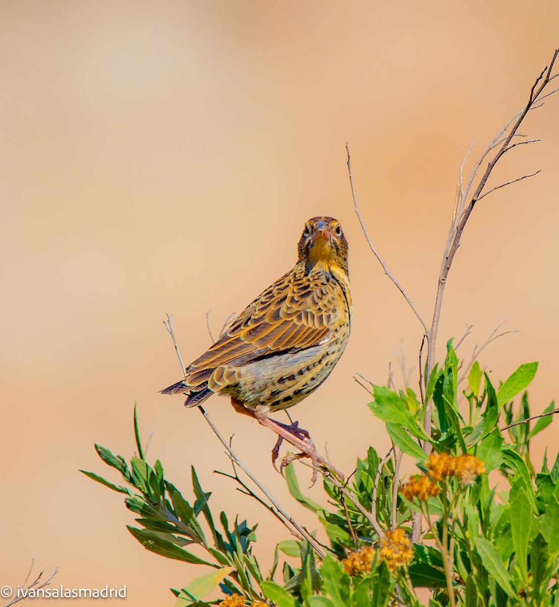 Peruvian Meadowlark - ML625273296