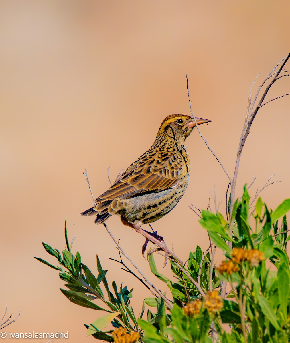 Peruvian Meadowlark - ML625273298