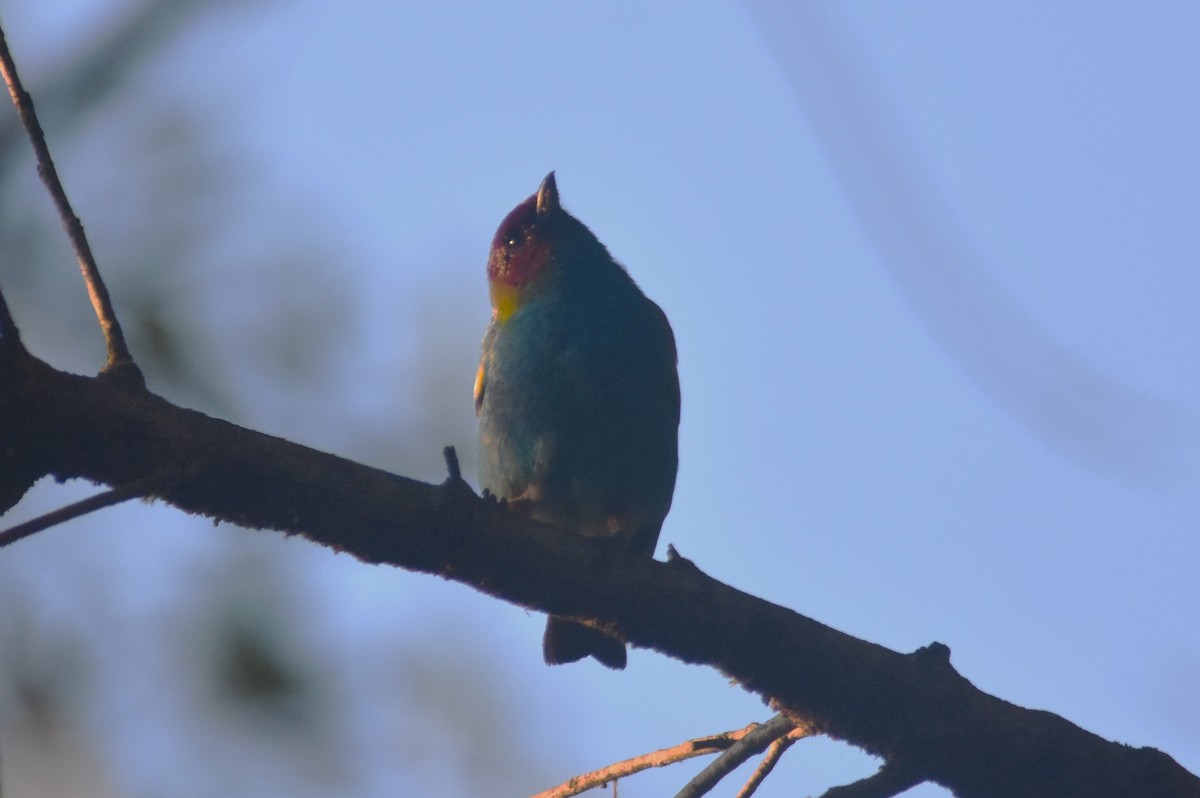 Bay-headed Tanager - ML625273301