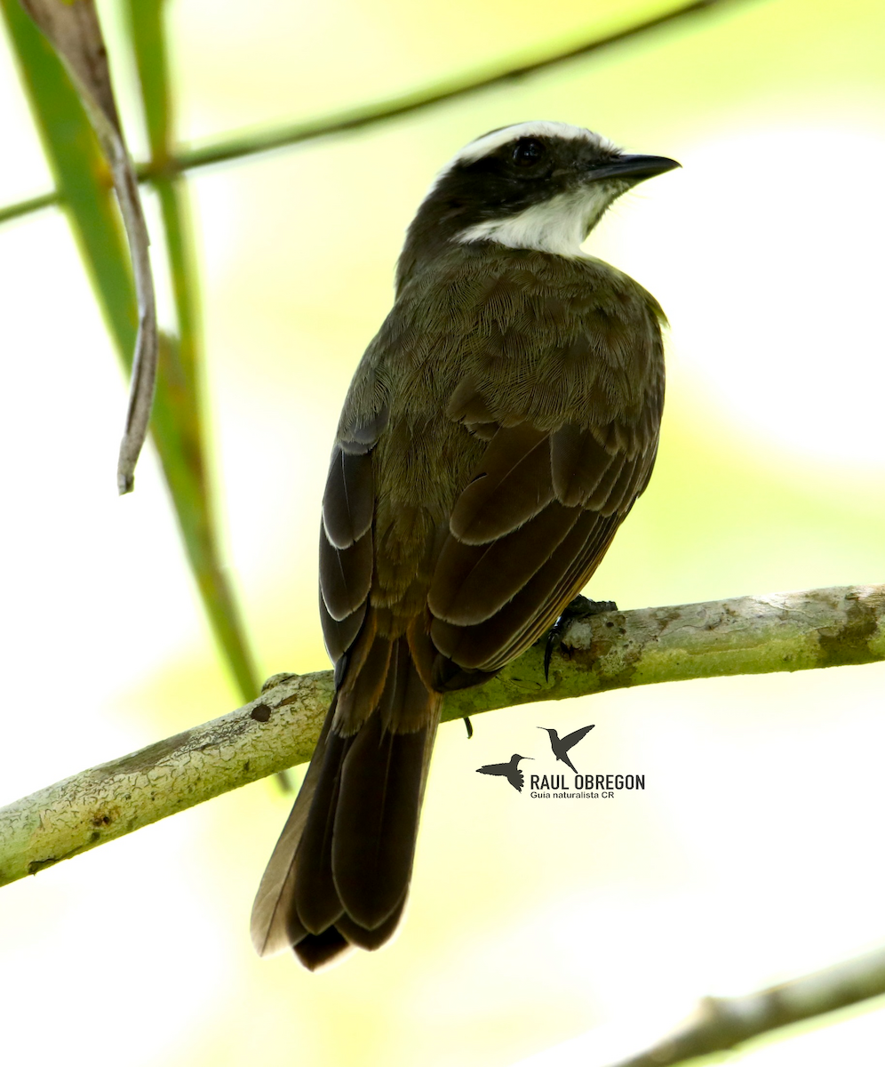 Rusty-margined Flycatcher - ML625273303