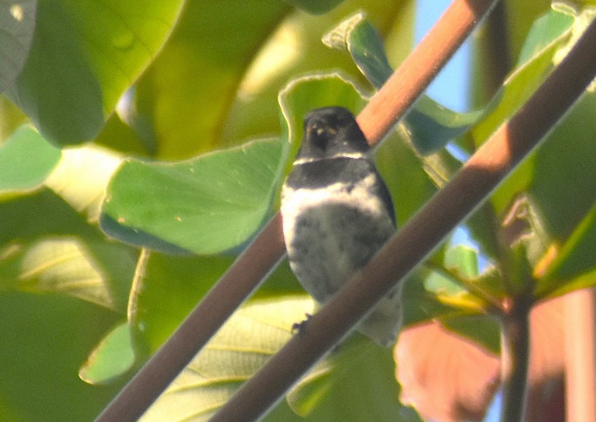 Variable Seedeater - ML625273307