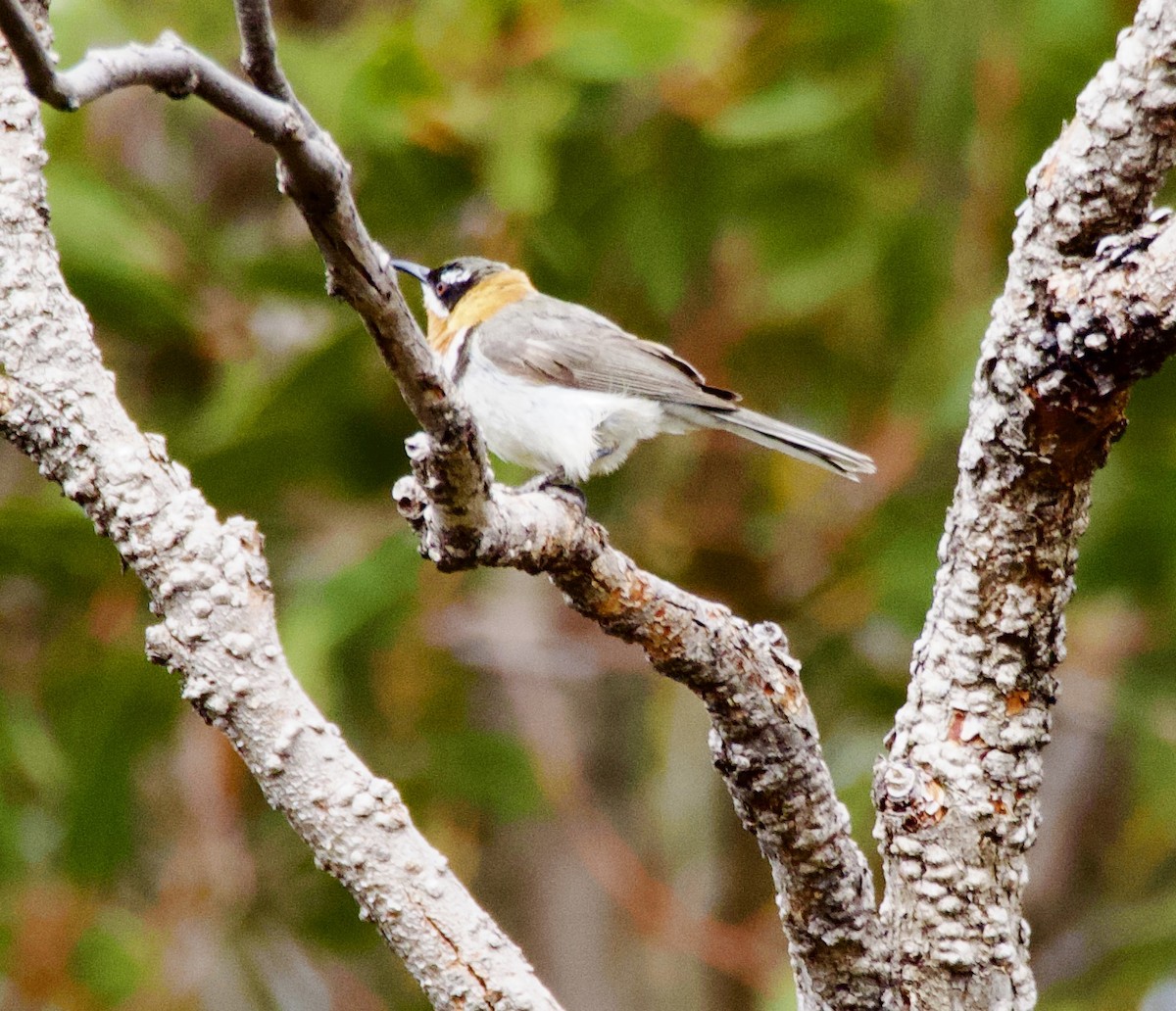 Western Spinebill - ML625273336