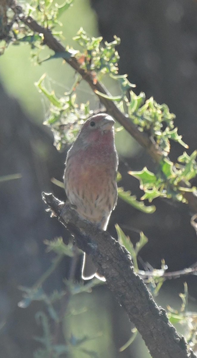 House Finch - ML625273432