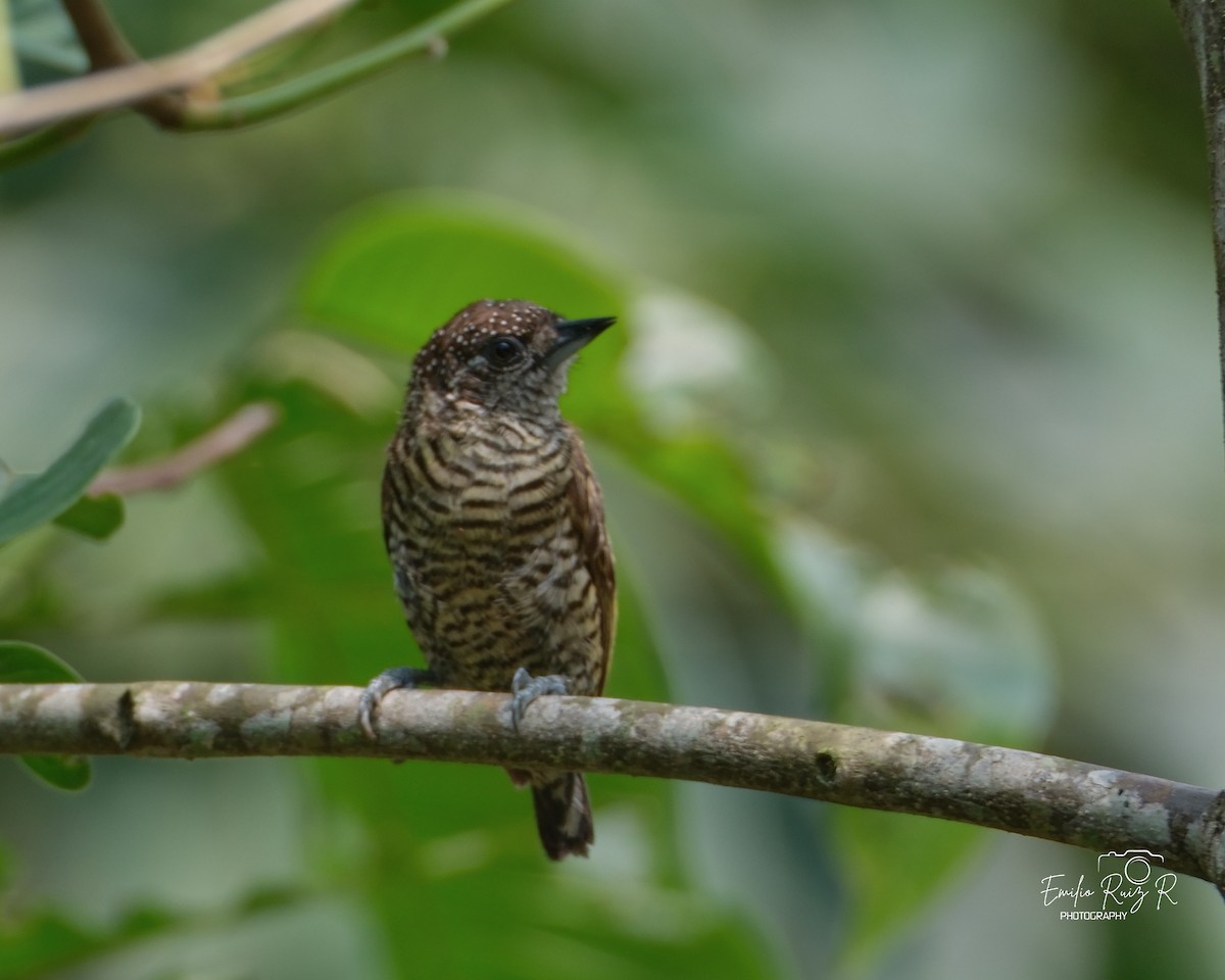 Lafresnaye's Piculet - ML625273445