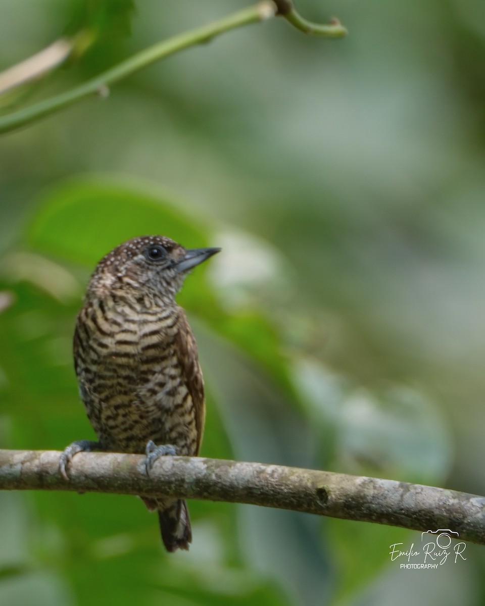 Lafresnaye's Piculet - ML625273456