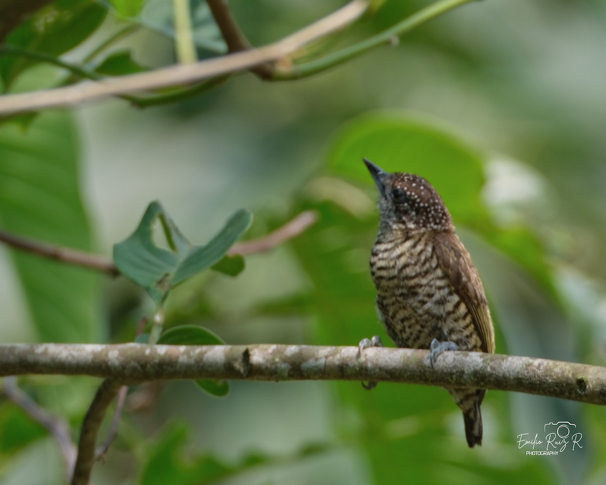 Lafresnaye's Piculet - ML625273457