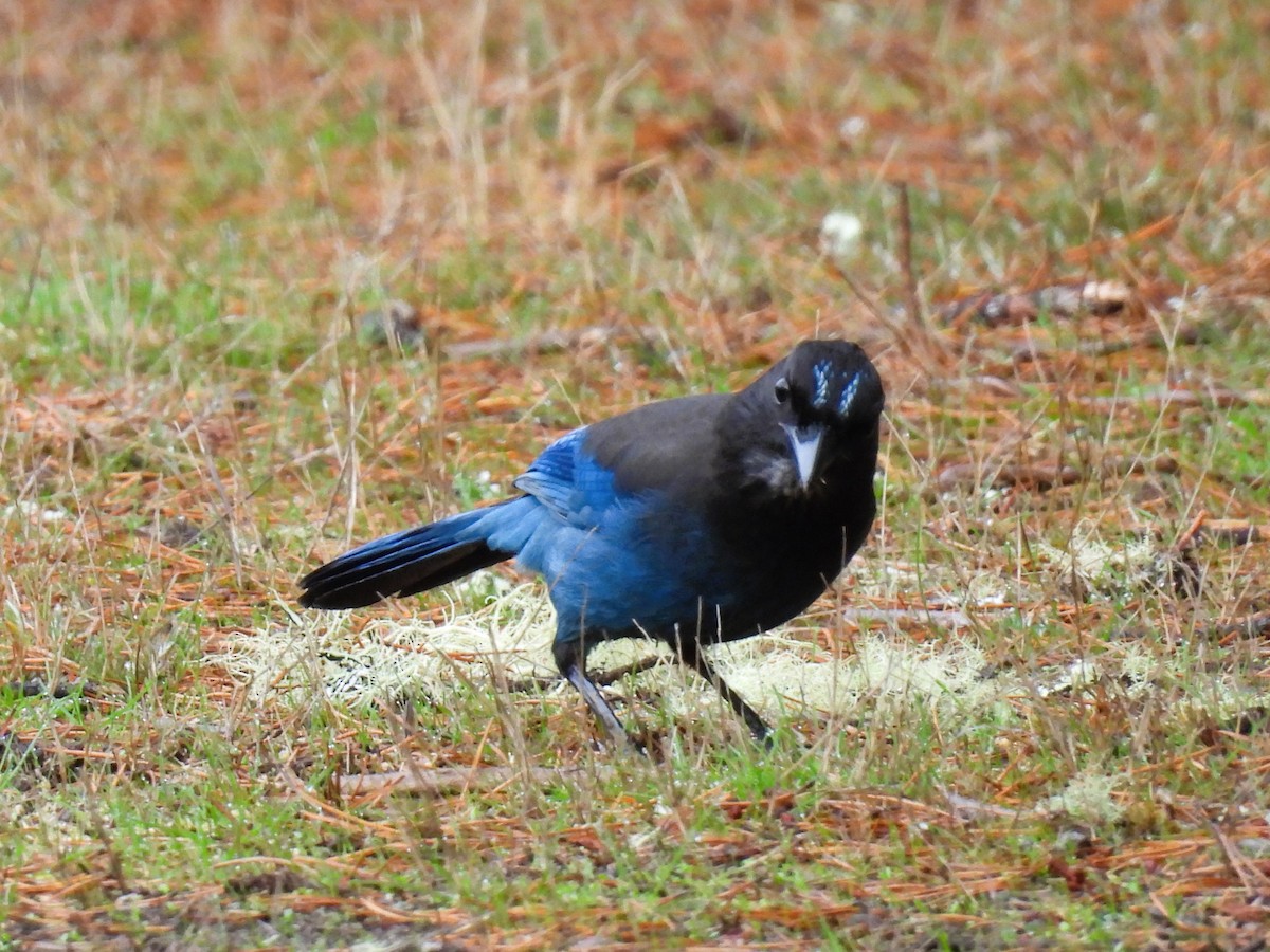 Steller's Jay - ML625273488