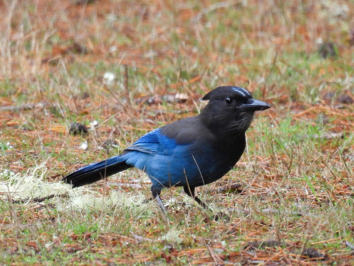 Steller's Jay - ML625273489