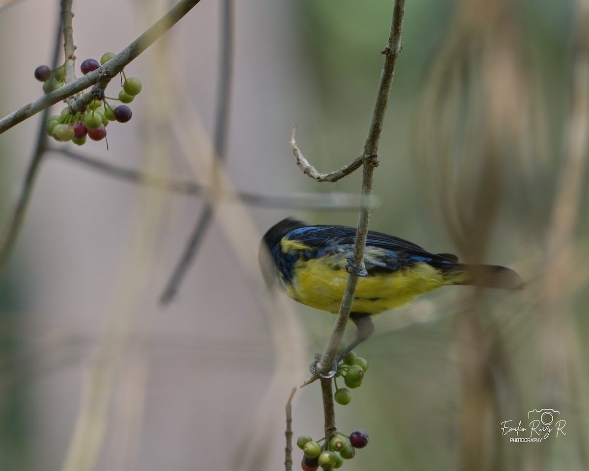 Turquoise Tanager - ML625273492