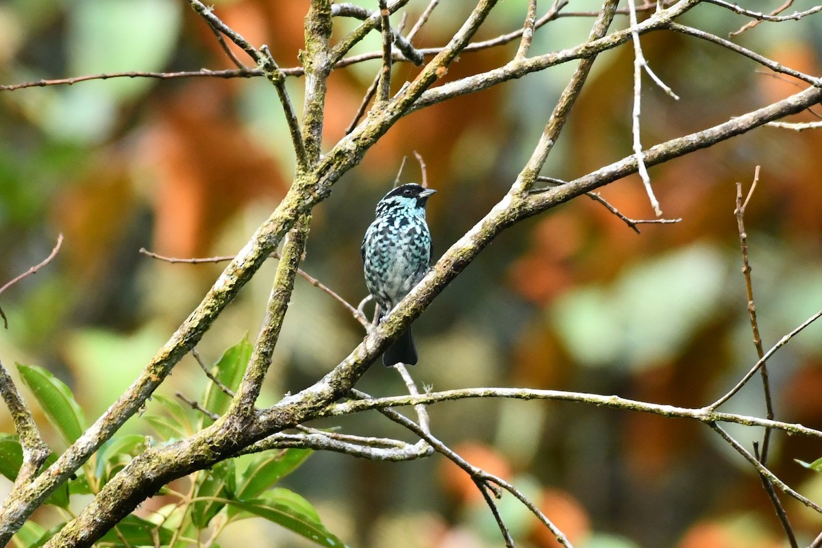 Beryl-spangled Tanager - Carlos Proaño