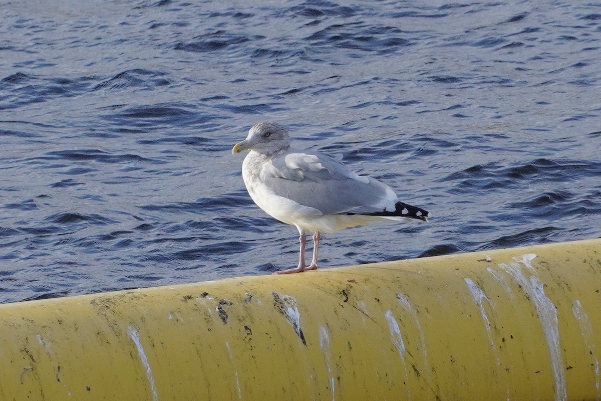 Herring Gull- - ML625273609