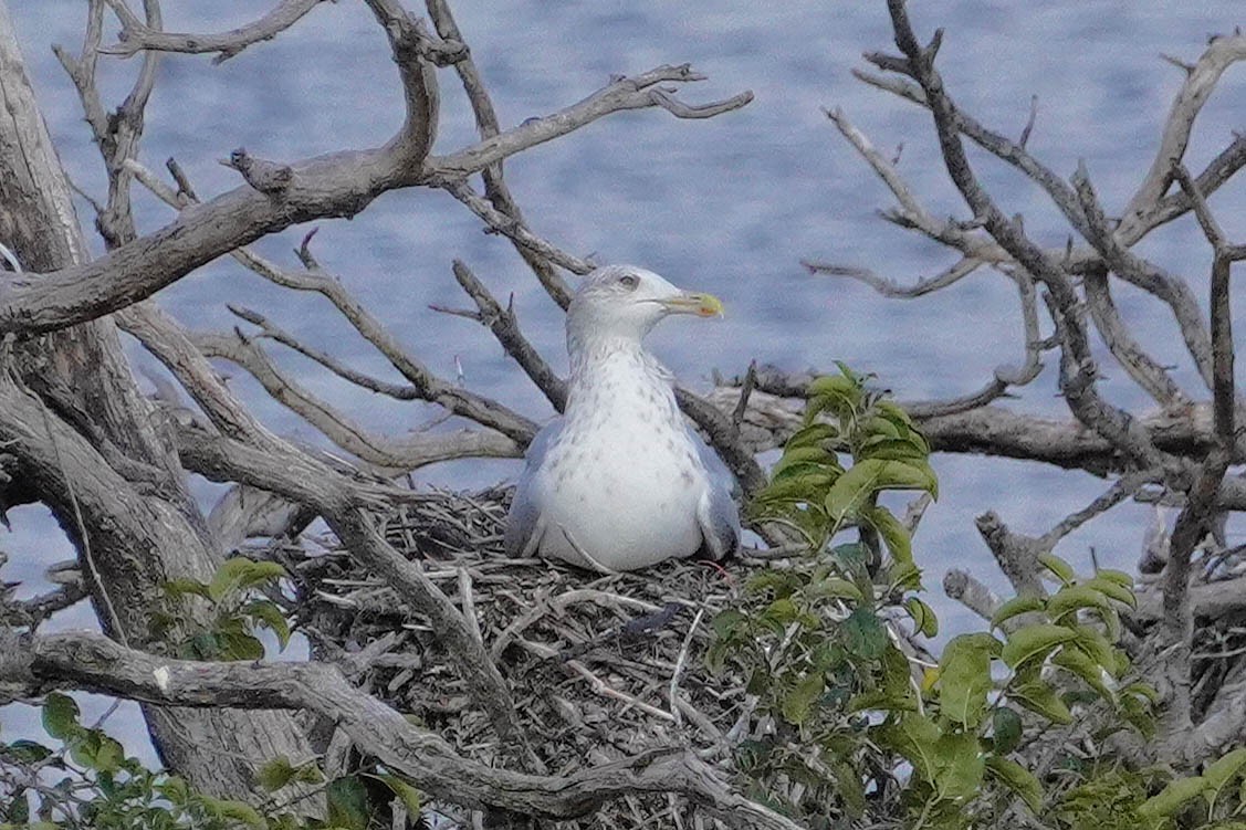 Herring Gull- - ML625273614