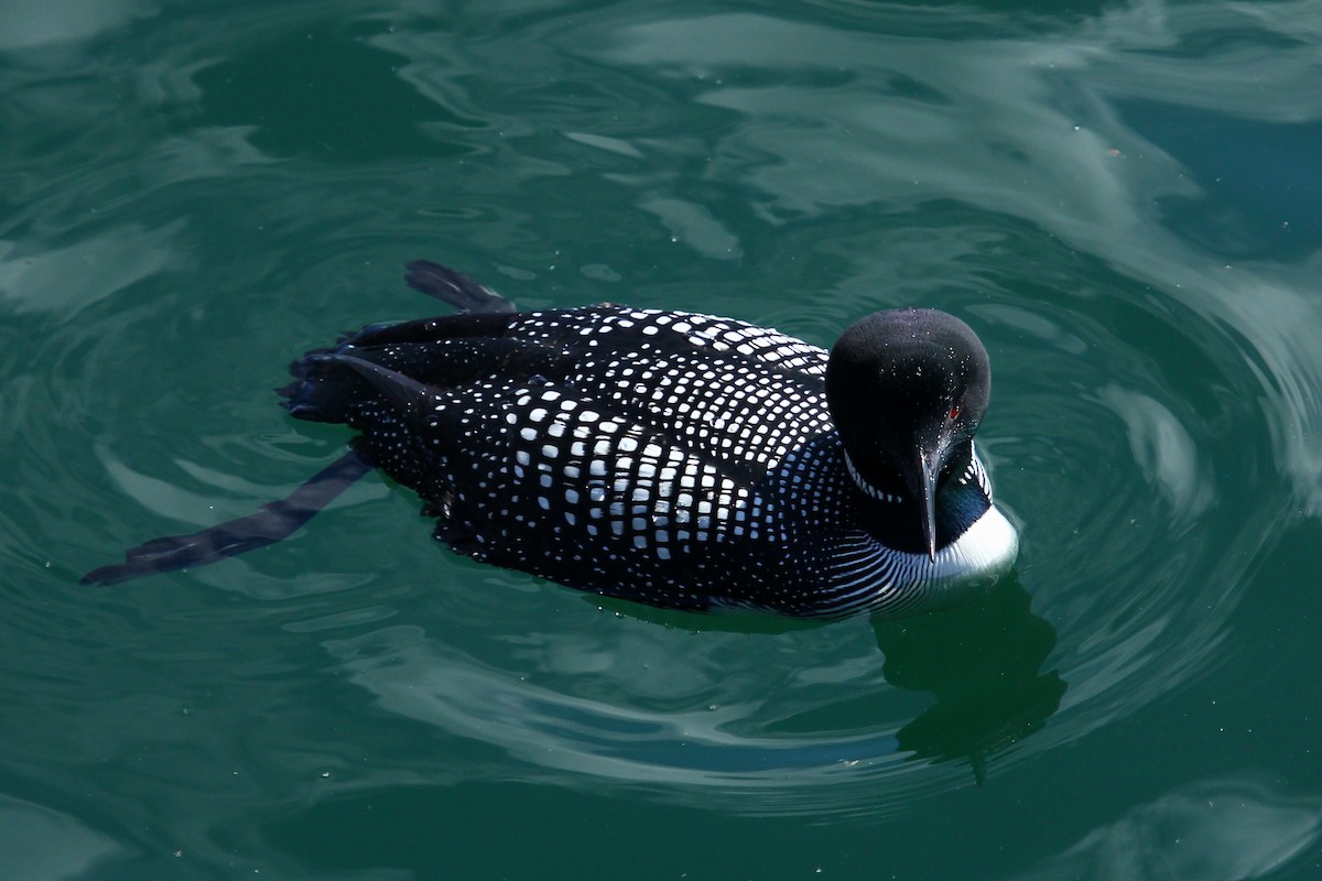 Common Loon - ML625273628