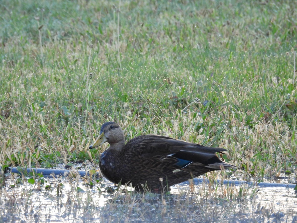 Mexican Duck - ML625273646