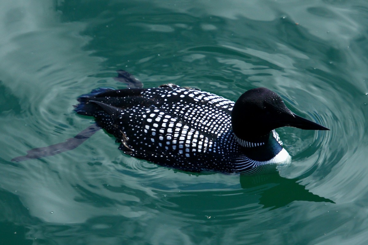 Common Loon - ML625273684