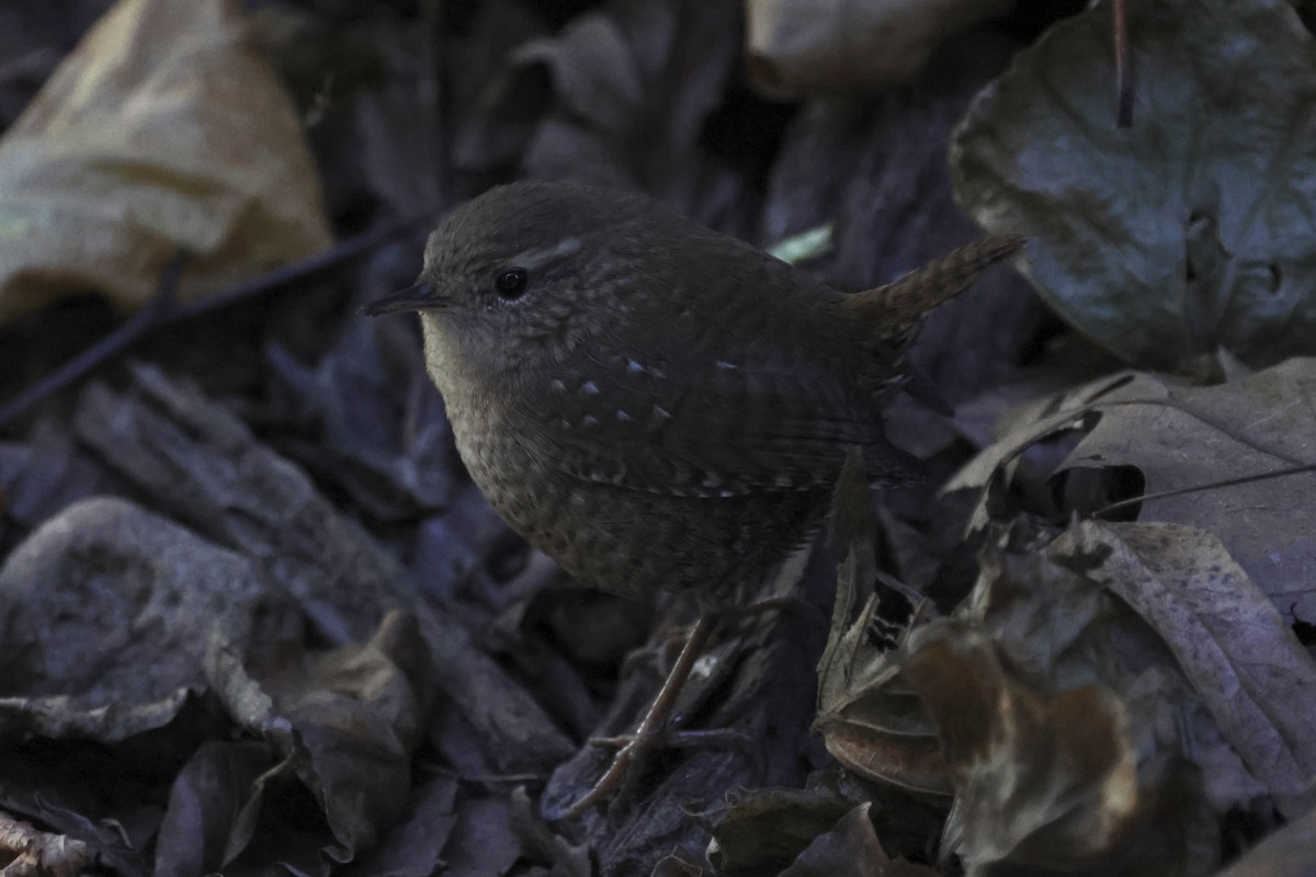 Winter Wren - ML625273707