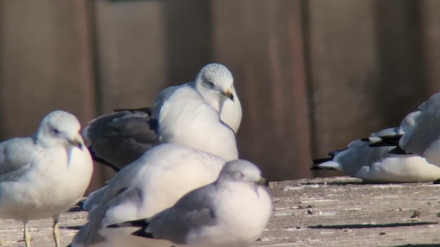 Black-tailed Gull - ML625273715