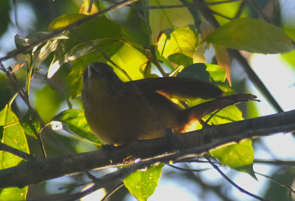 Barred Antshrike - ML625273736