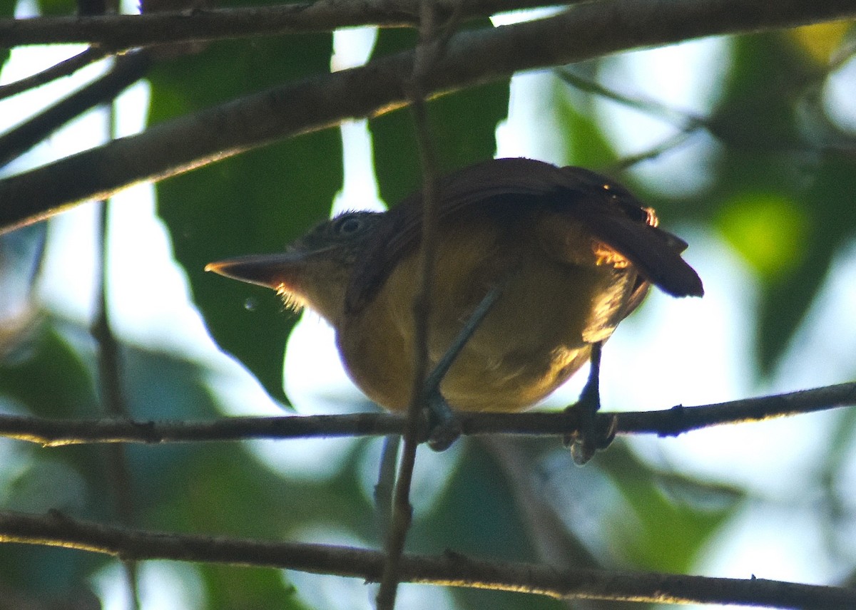 Barred Antshrike - ML625273737