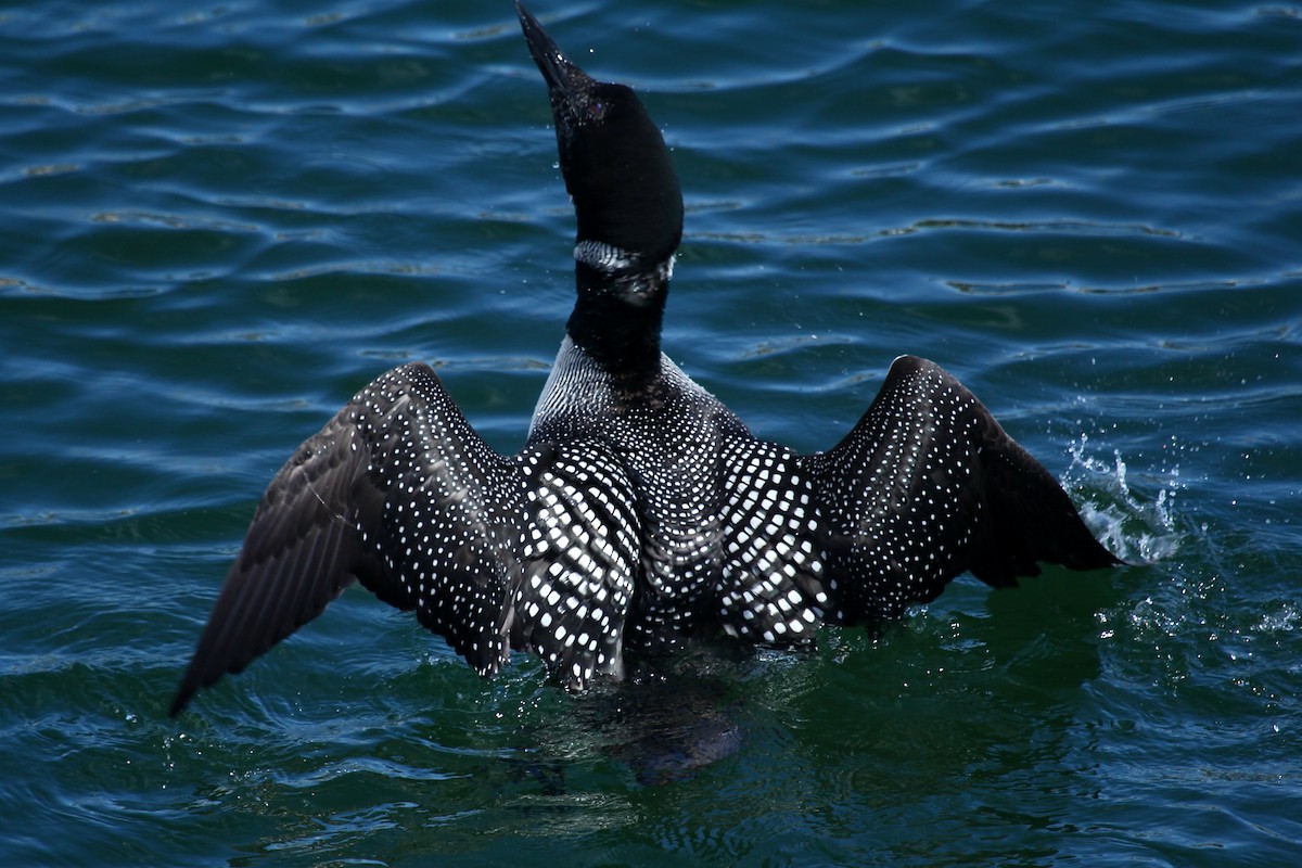 Common Loon - ML625273759