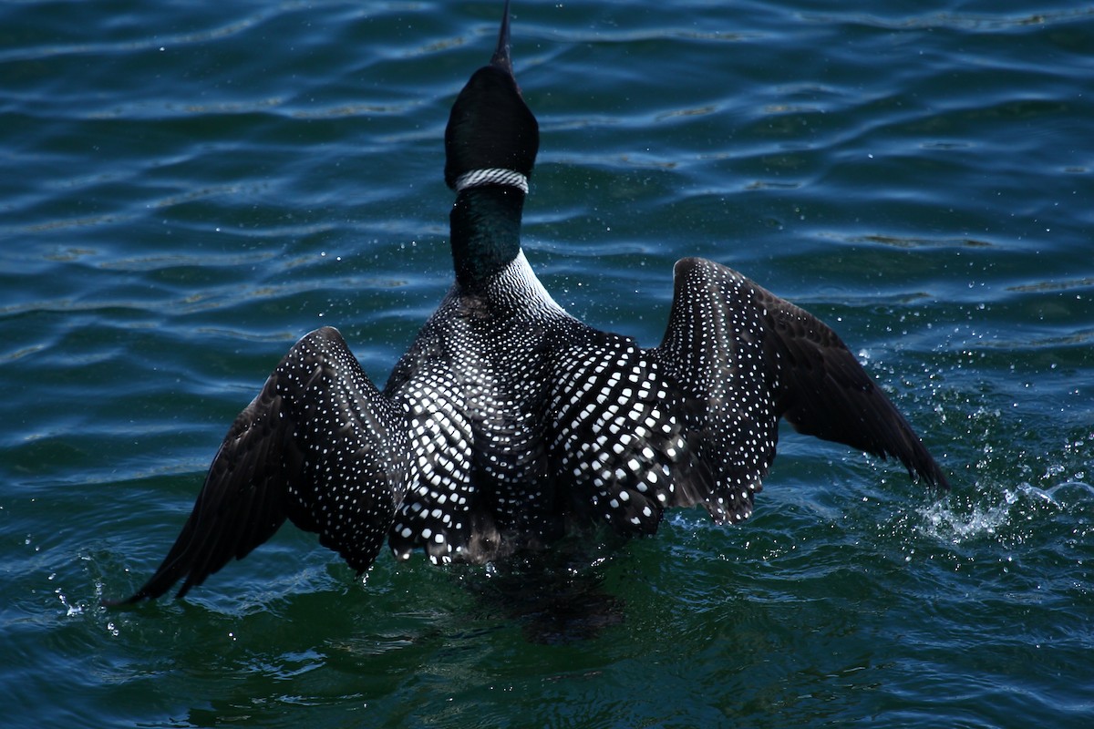 Common Loon - ML625273760