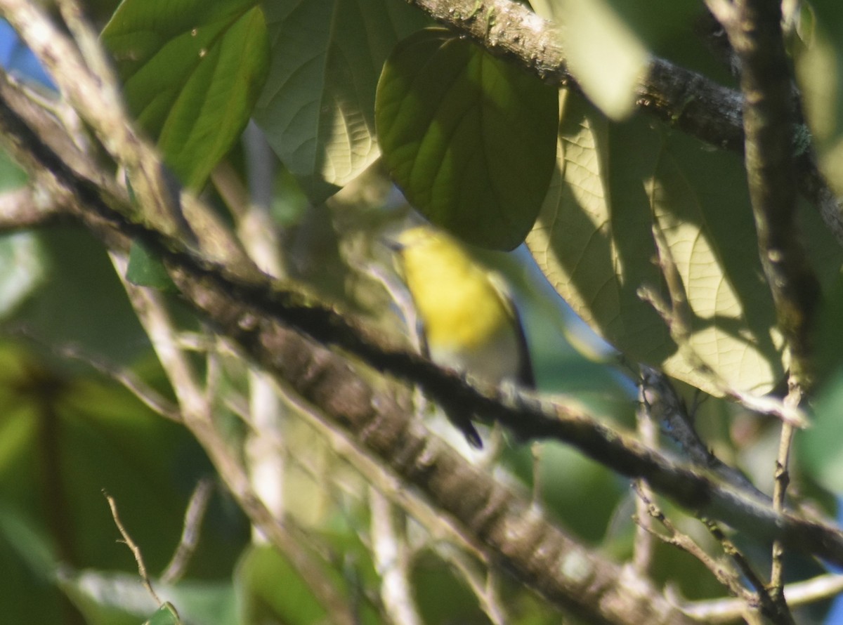 Yellow-throated Vireo - ML625273763