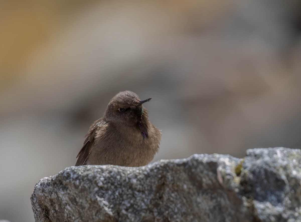 Olivaceous Thornbill - ML625273949
